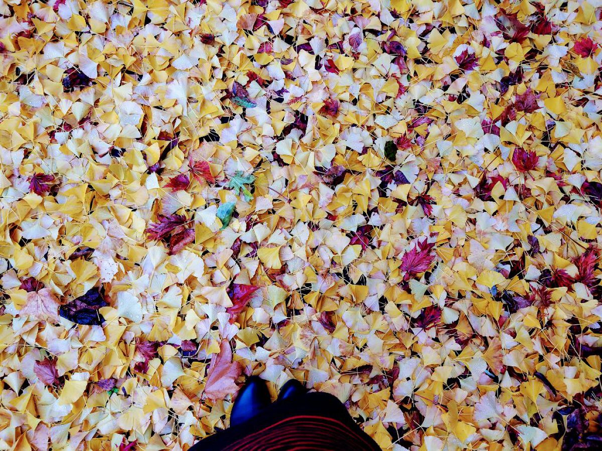 くまのけーさん