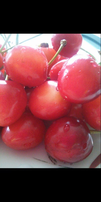 李衣奈(リイナ)