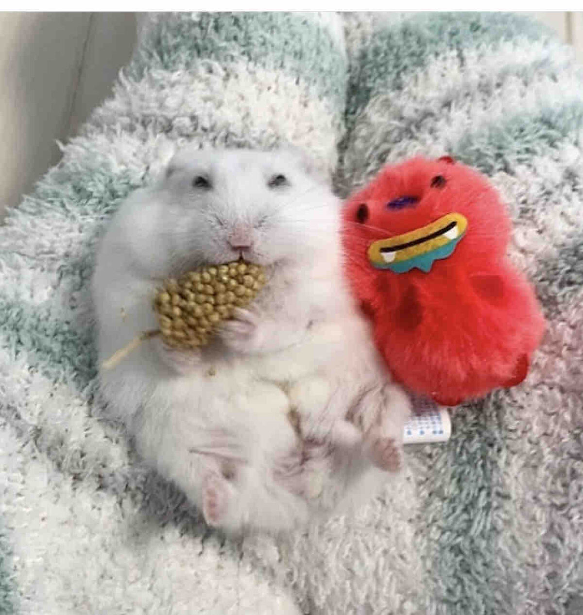 まるまな（フォロバ100）