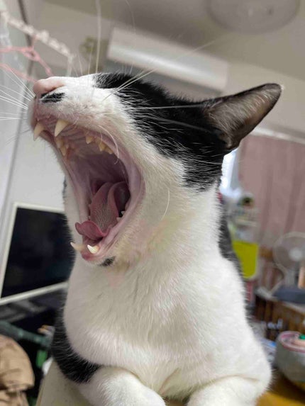 ハチワレぴあ子