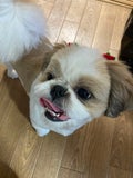 FUJIMARU🐶