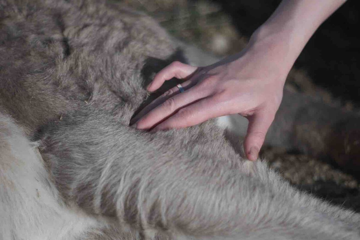 silky/フォロバ100%