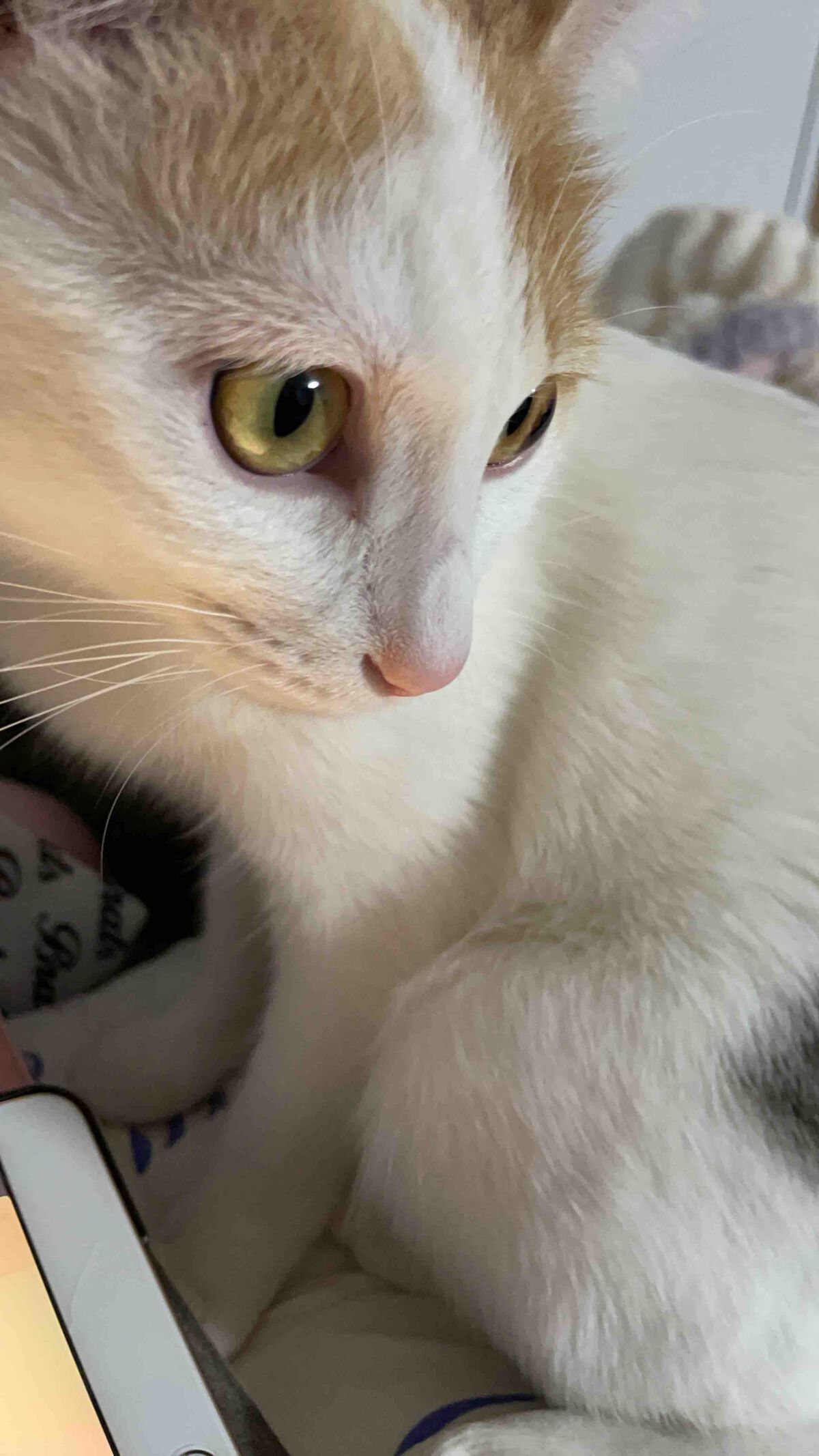 ふわもちほっぺ