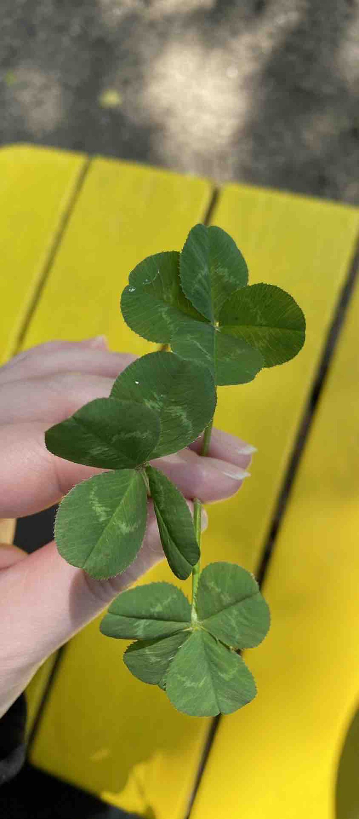 はっぱ*フォロバ100