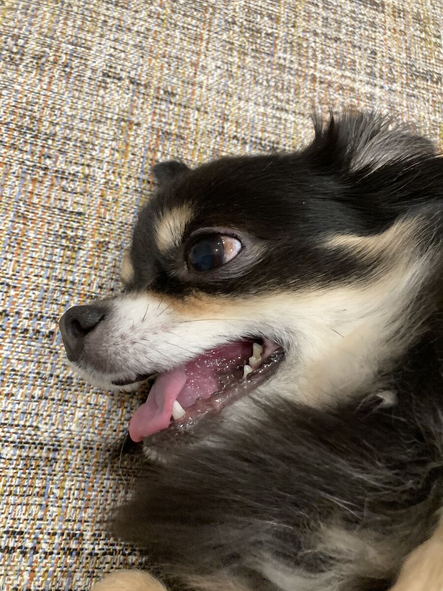 ほりち フォロバ