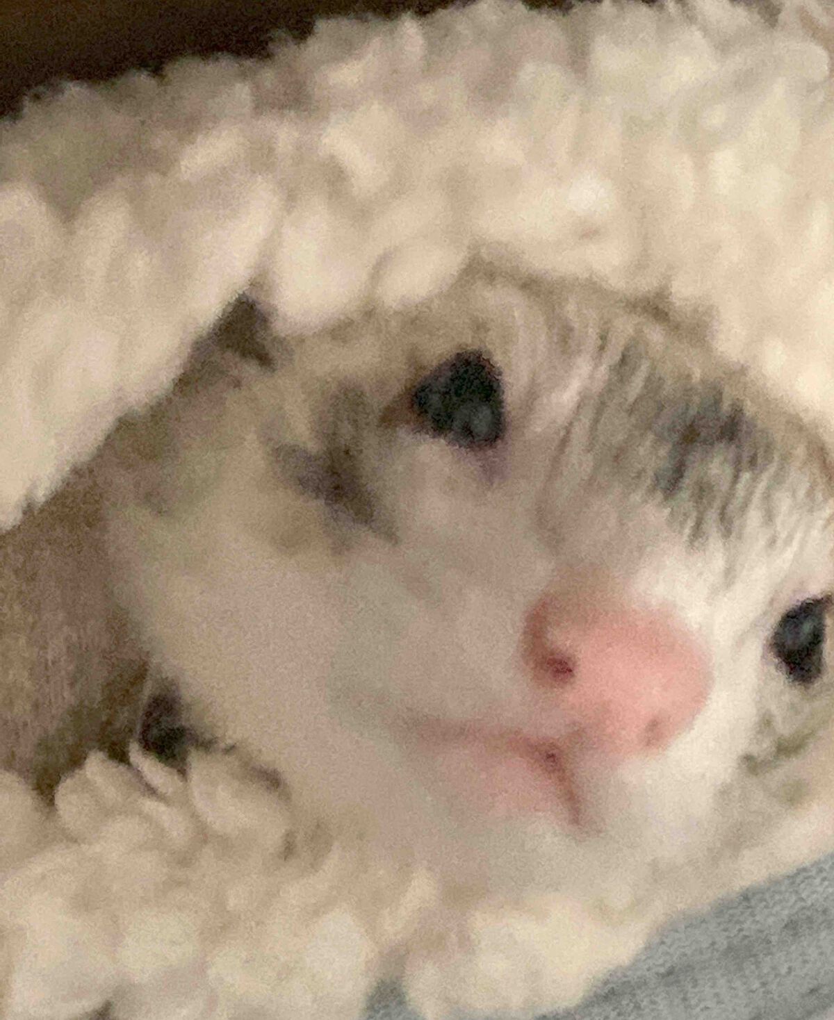 ゆぽぽㄘゃん(フォロバ100)