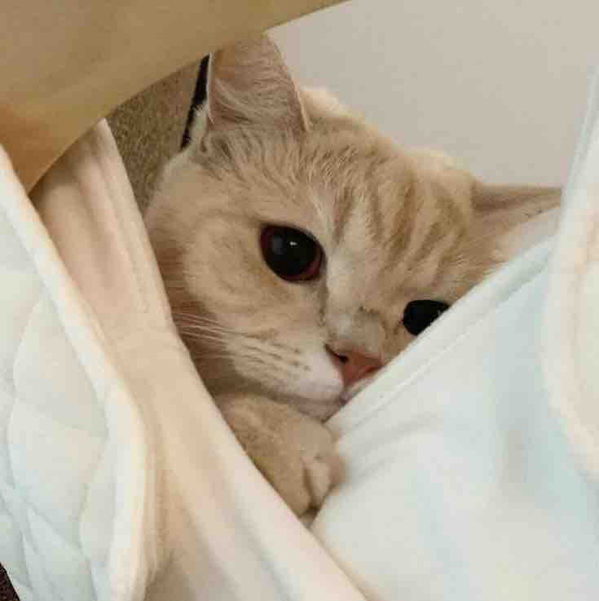 パピ子(結虹)Ⓜ︎