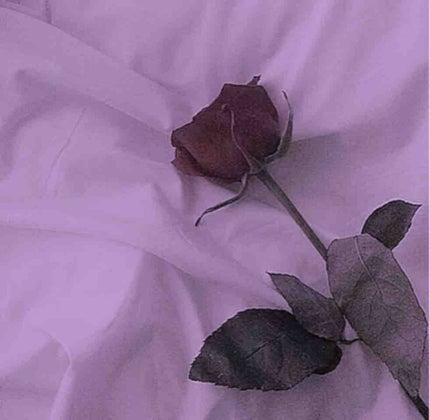 くらげ(フォロバ🙆♀️)