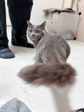 はる