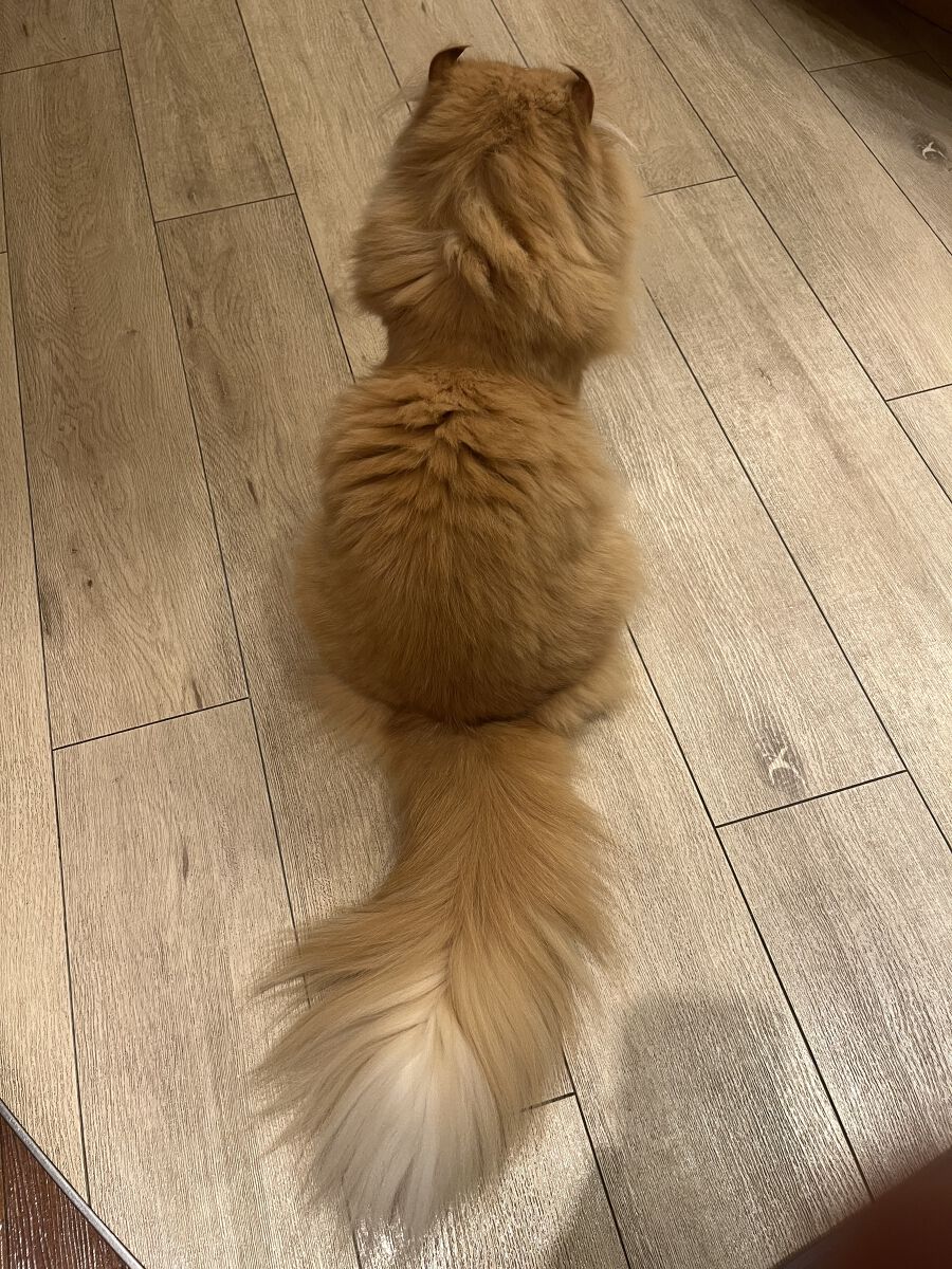 miiikiii　フォロバ100%