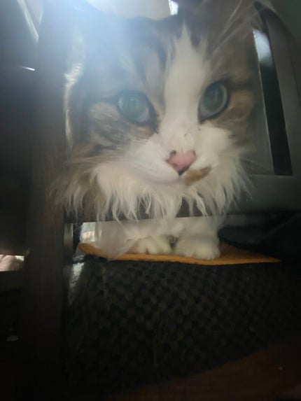 葵
