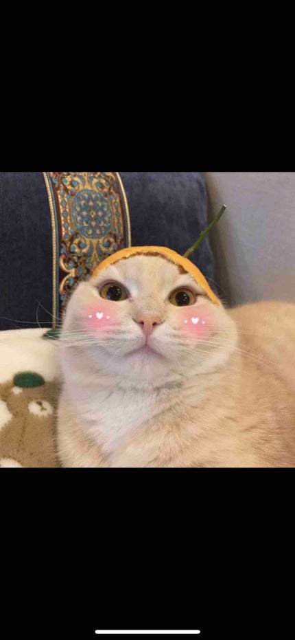 柳