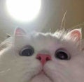 くんちゃん