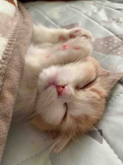 もなこっこ