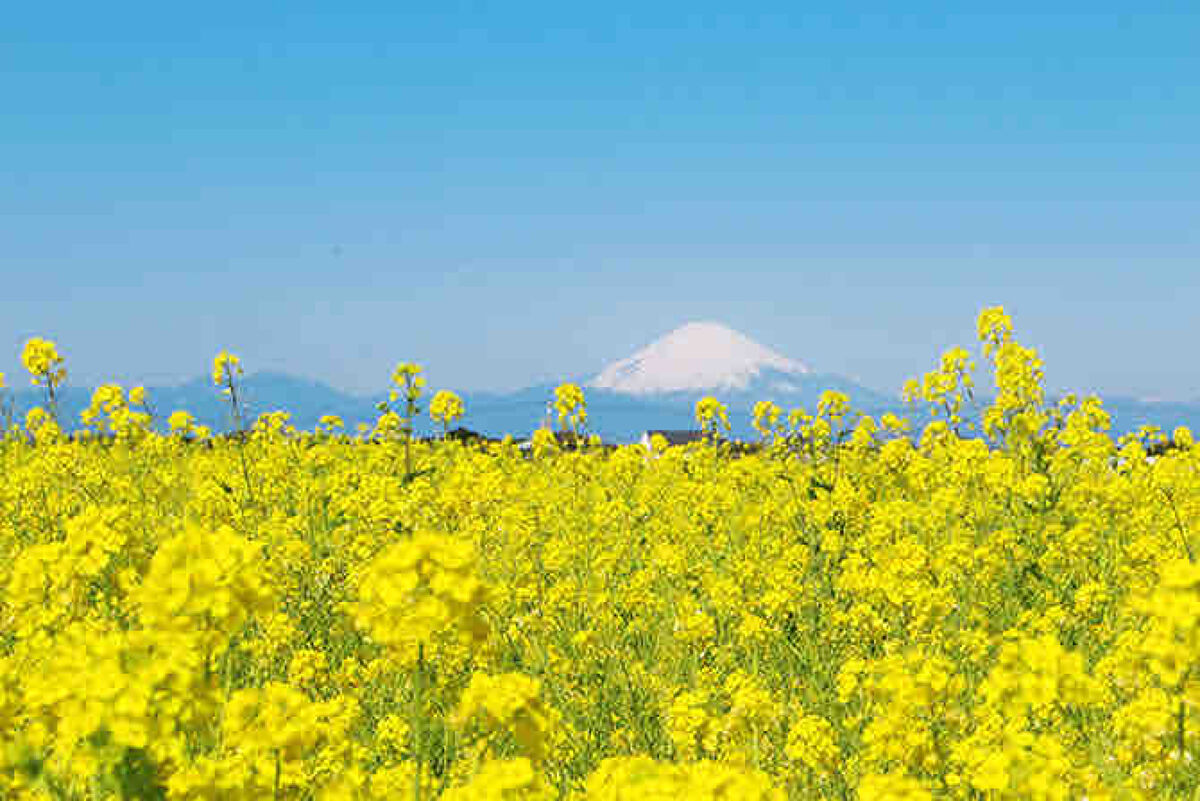菜の花畑