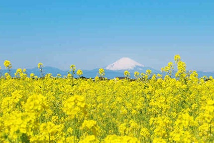 菜の花畑
