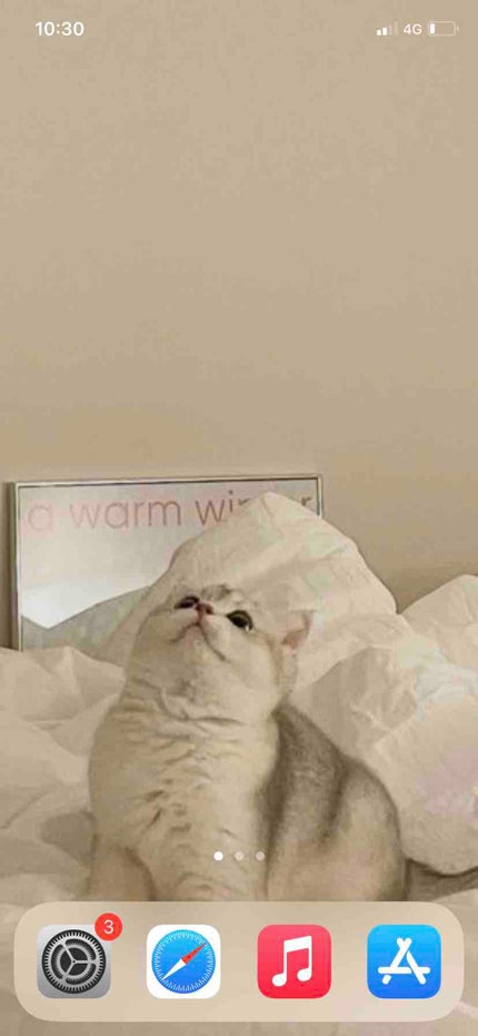 るりたんめん🐈🤍