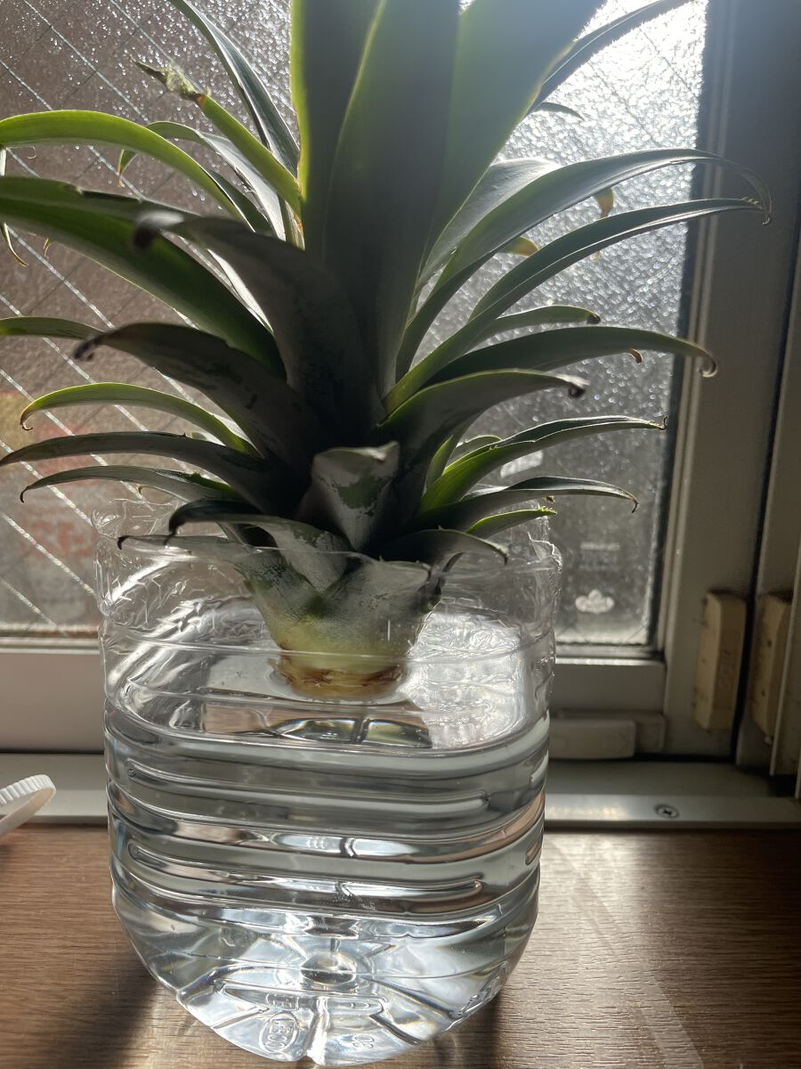 クレヨンしんちゃん