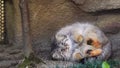 namiねこ
