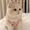ココロ。