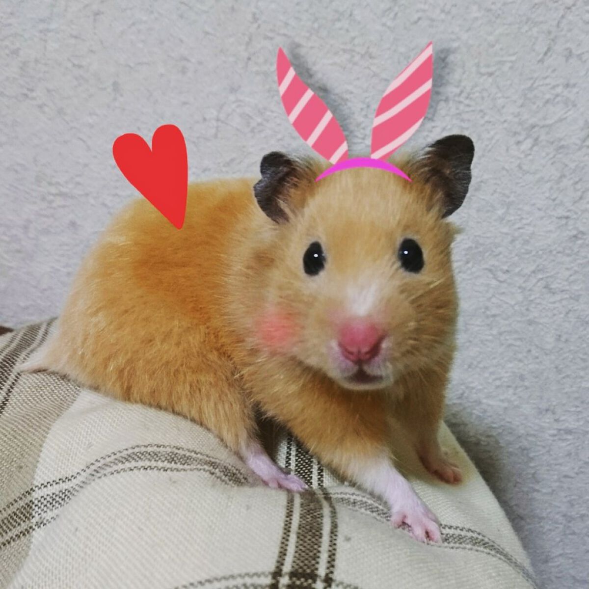 みかちゅう🐹🍺