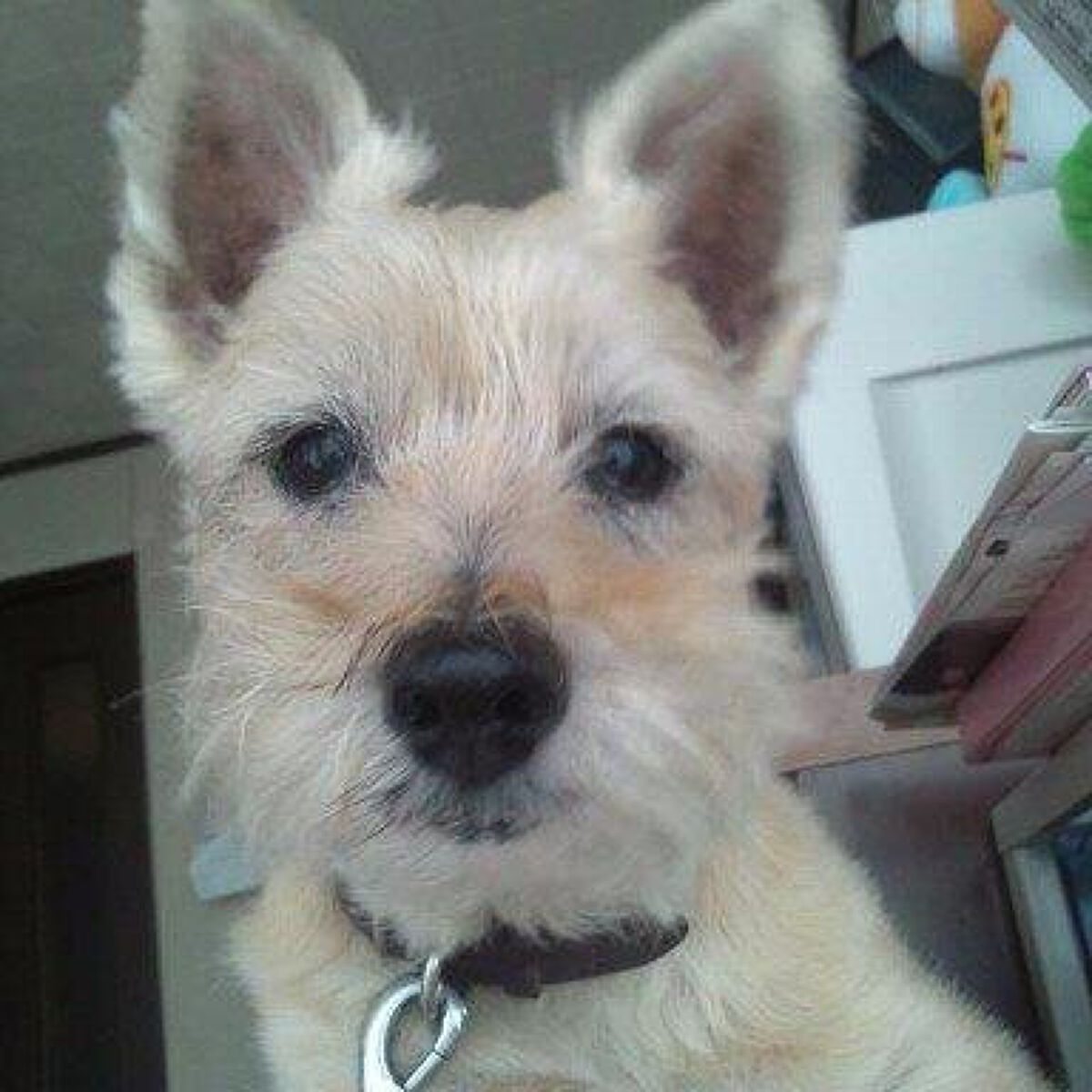 みはたーぼ・フォロバします