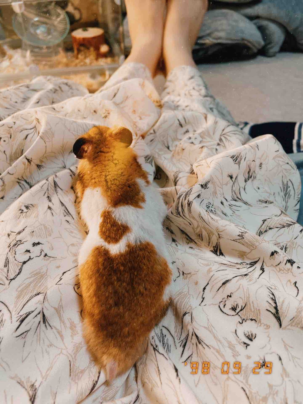 ちさき🌷𓂃𓈒𓏸フォロバ100